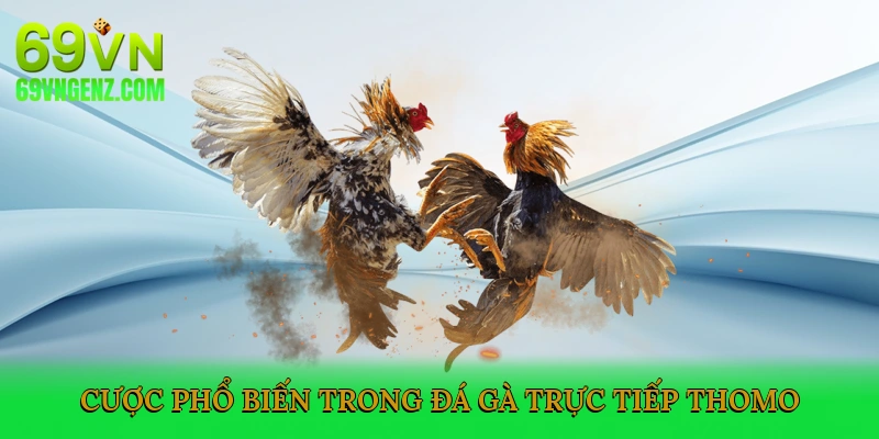 Các Loại Cược Phổ Biến Trong Đá Gà Trực Tiếp Thomo