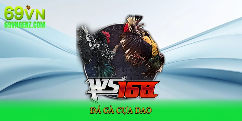 Đá gà cựa dao