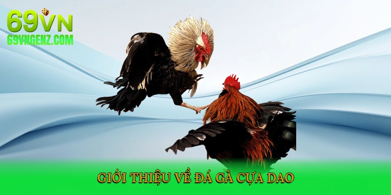 Giới Thiệu Về Đá Gà Cựa Dao