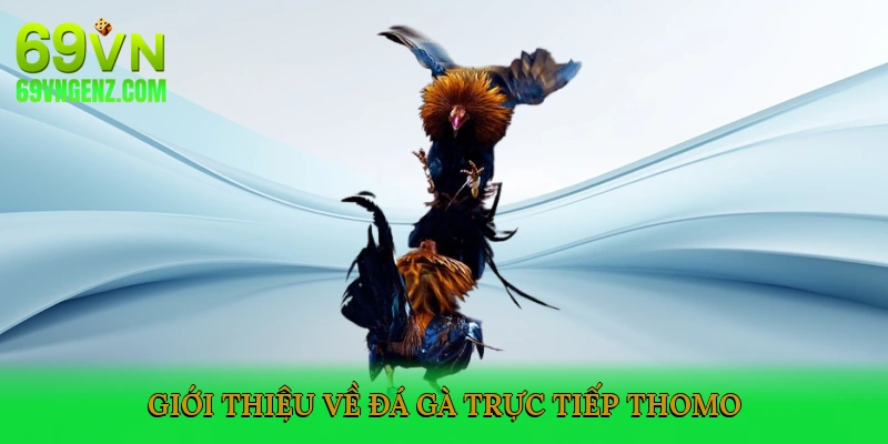 Giới Thiệu Về Đá Gà Trực Tiếp Thomo