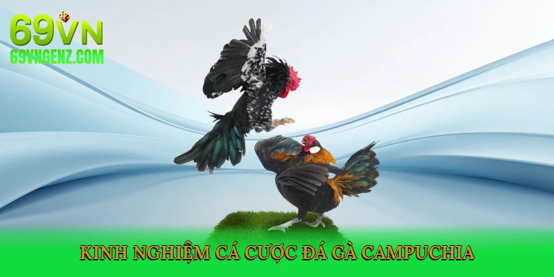 Kinh Nghiệm Cá Cược Đá Gà Campuchia