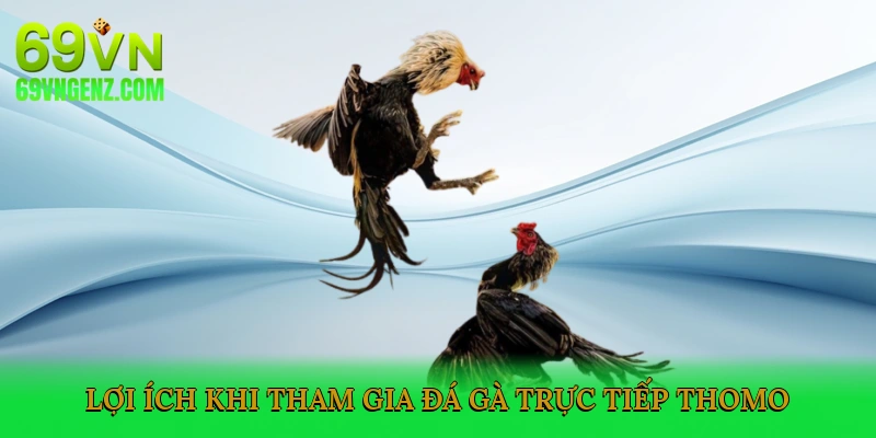 Lợi Ích Khi Tham Gia Đá Gà Trực Tiếp Thomo